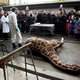 Illustration for article titled Zoo kills surplus giraffe in front of children, feeds it to lions